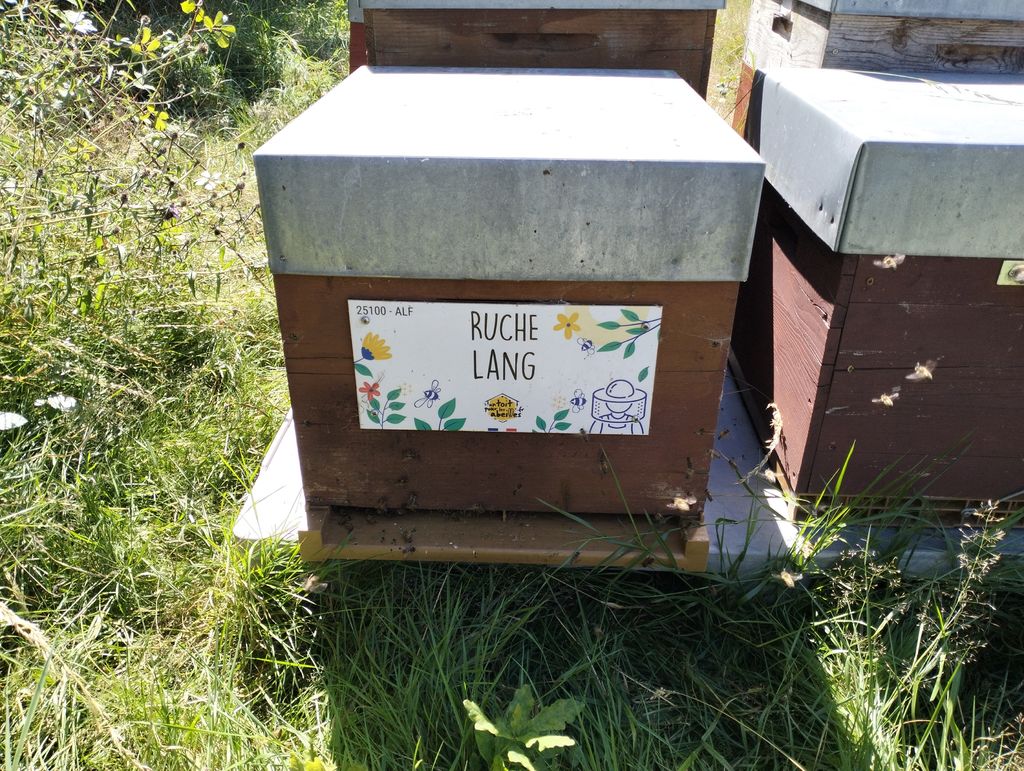 La ruche Lang