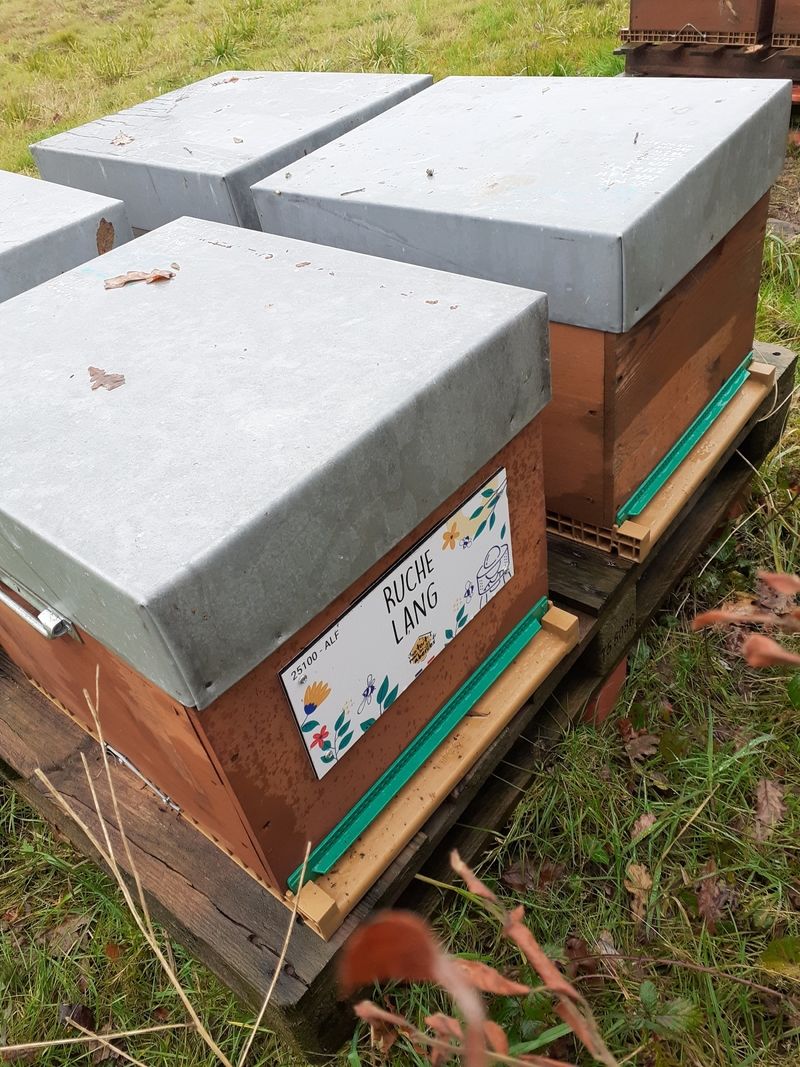 La ruche Lang