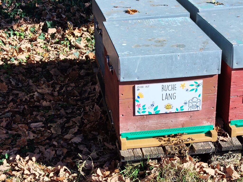 La ruche Lang