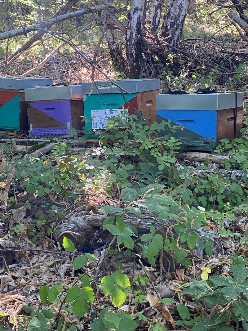 La ruche De-la-Simone