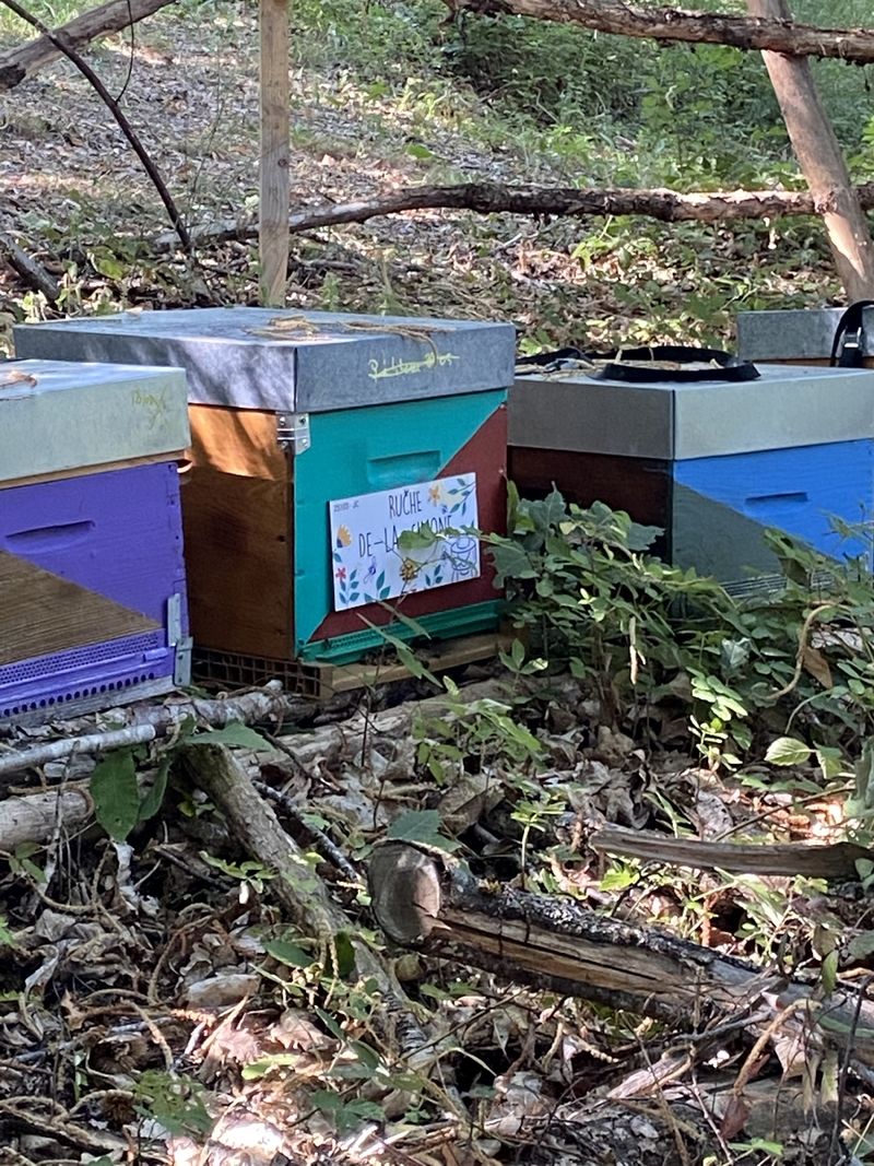 La ruche De-la-Simone