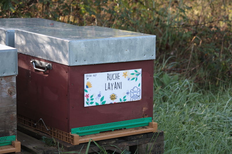 La ruche Layani