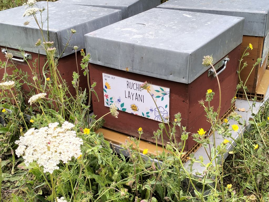 La ruche Layani