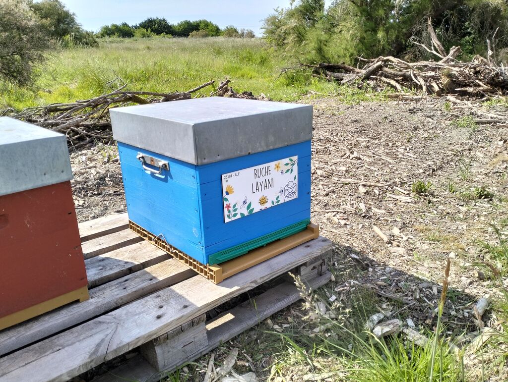 La ruche Layani