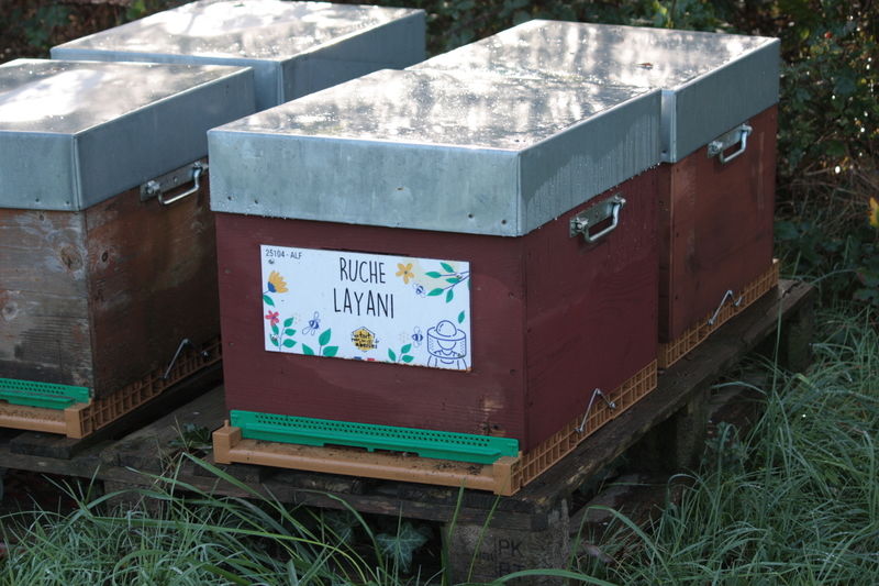 La ruche Layani