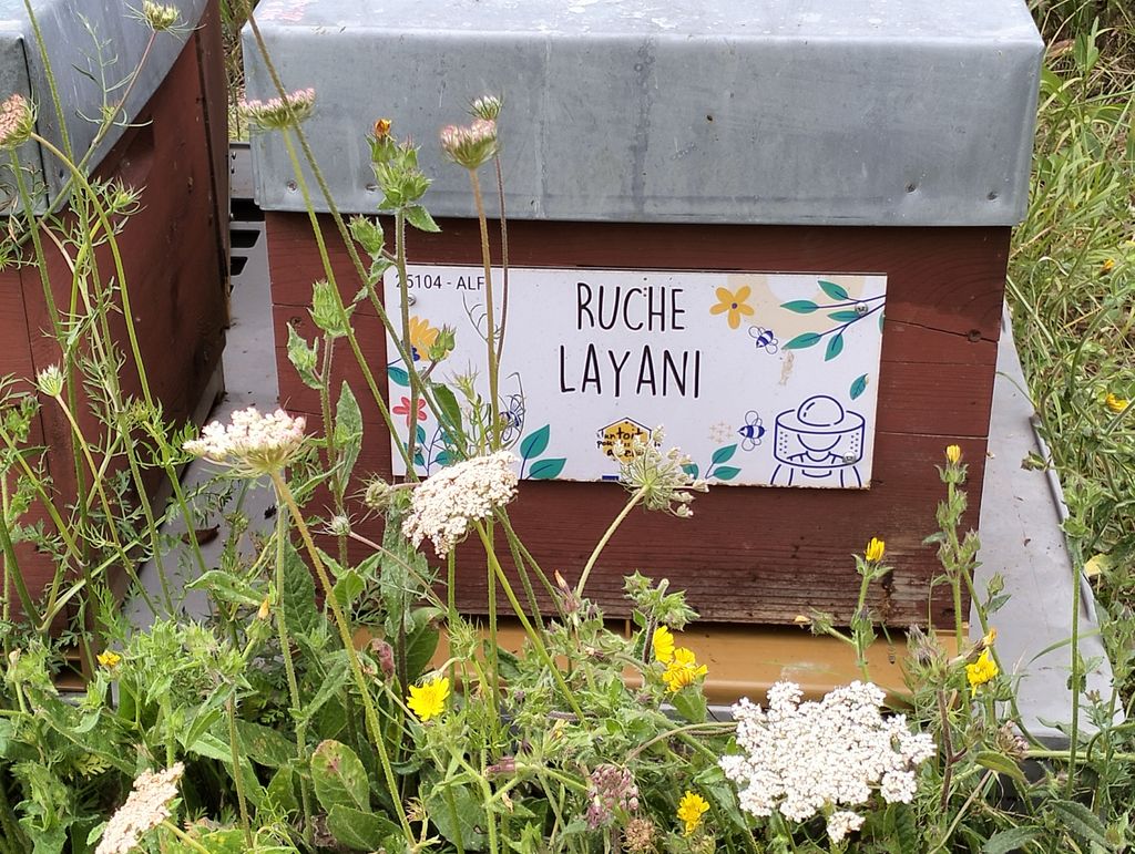La ruche Layani