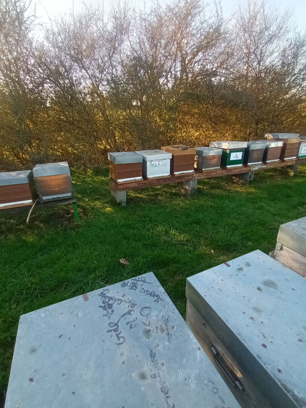 La ruche Le-Forestier