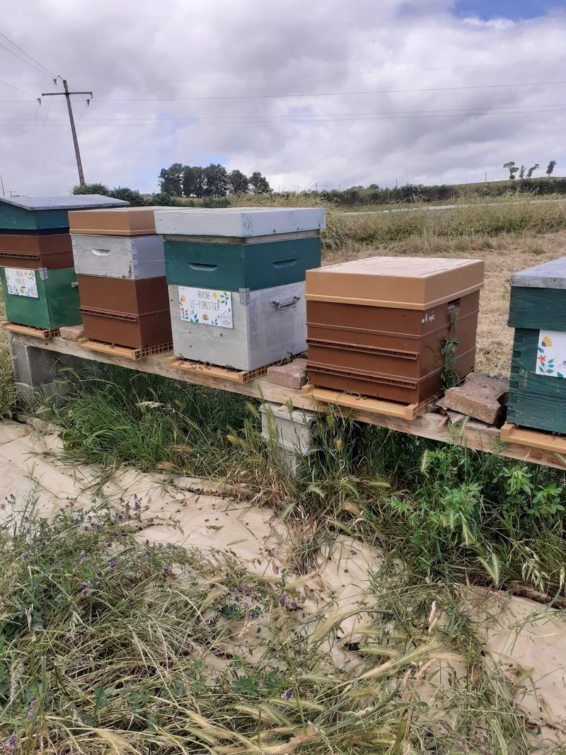 La ruche Le-Forestier