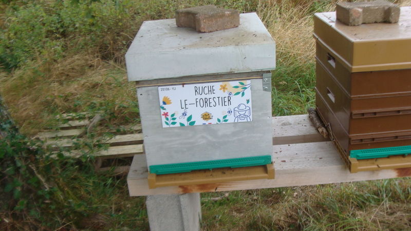 La ruche Le-Forestier