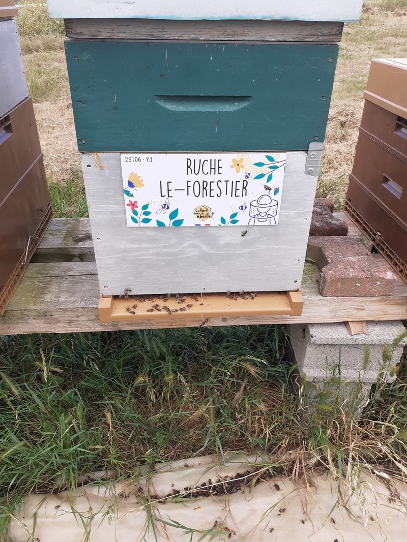 La ruche Le-Forestier