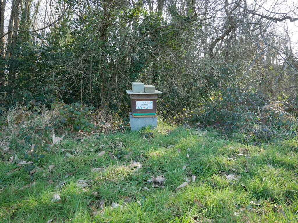 La ruche Lemonnier
