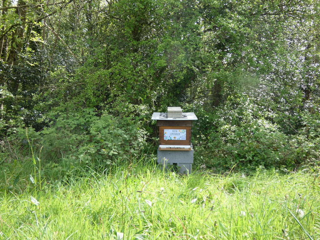 La ruche Lemonnier