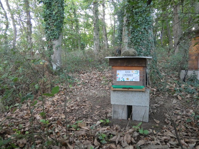 La ruche Lemonnier