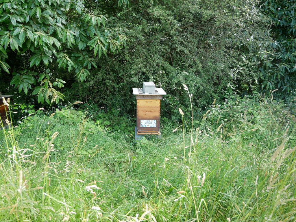 La ruche Lemonnier