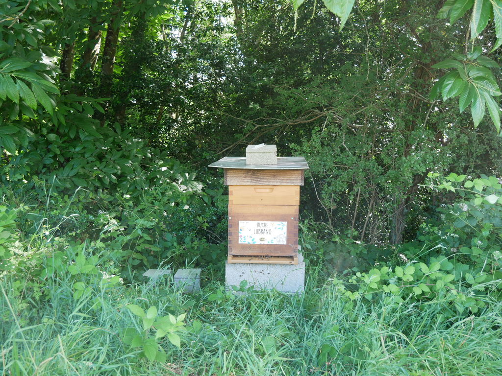 La ruche Lubrano