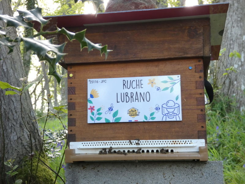 La ruche Lubrano