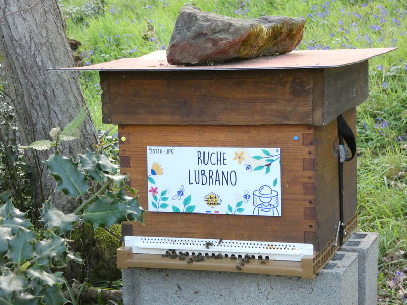 La ruche Lubrano