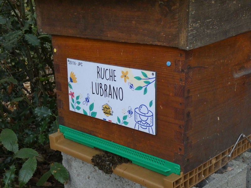 La ruche Lubrano