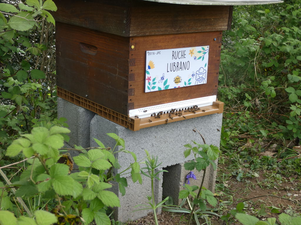 La ruche Lubrano