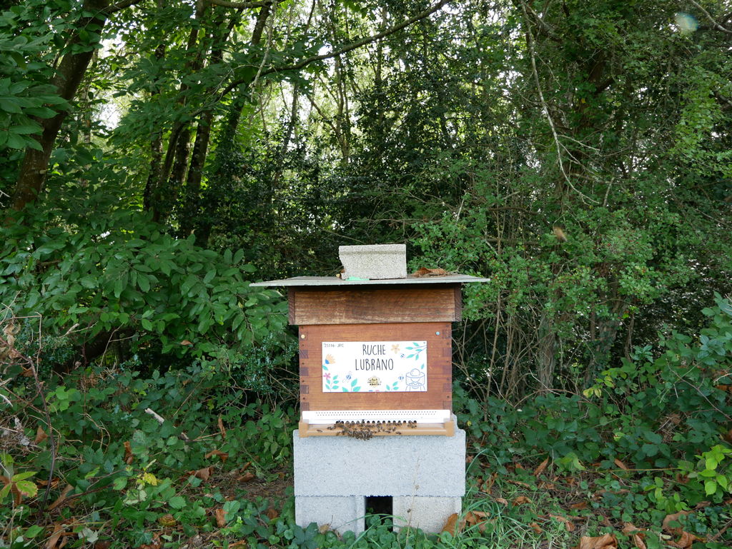 La ruche Lubrano