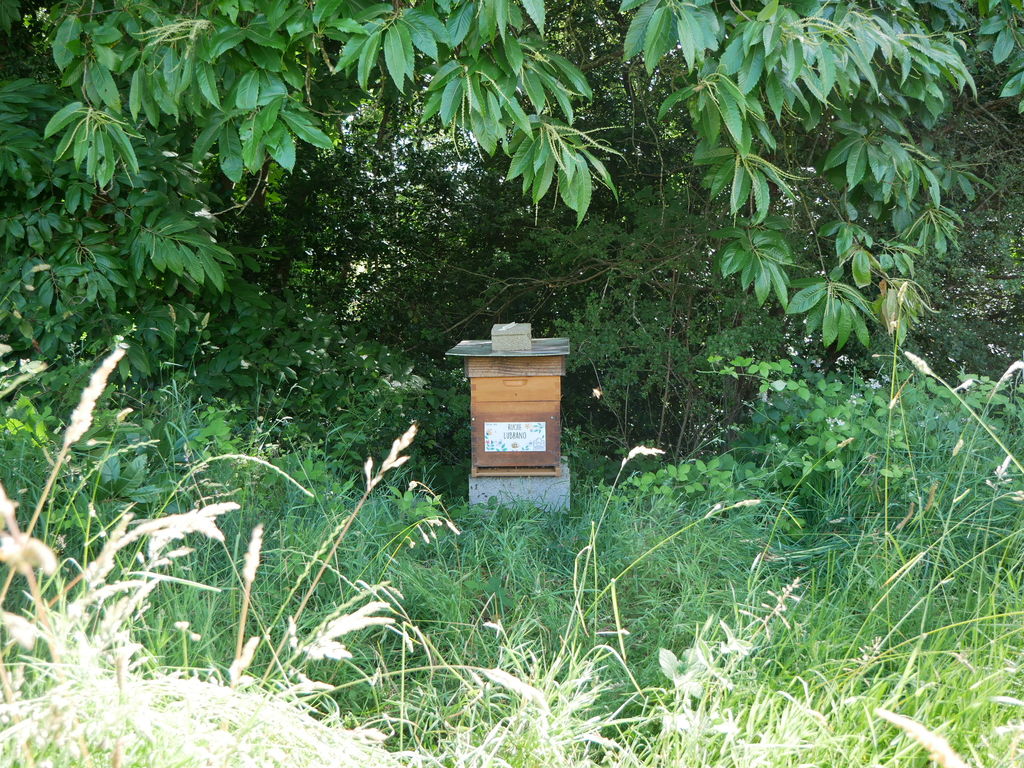 La ruche Lubrano