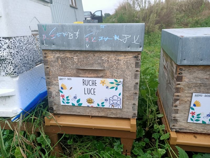 La ruche Luce