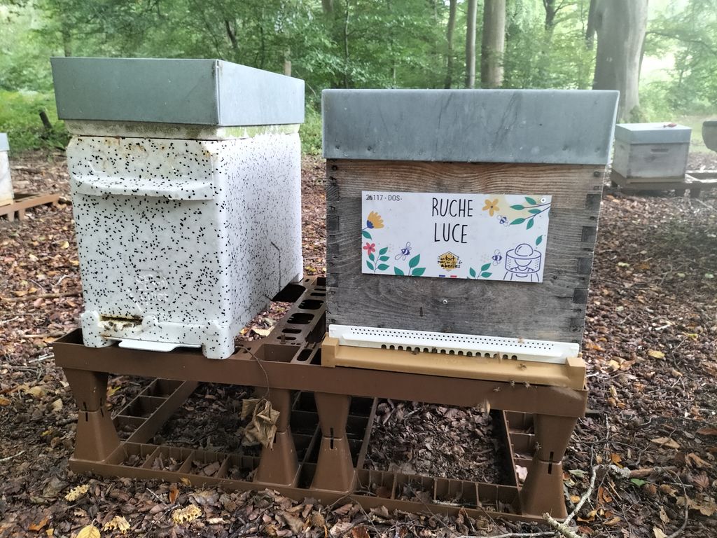 La ruche Luce
