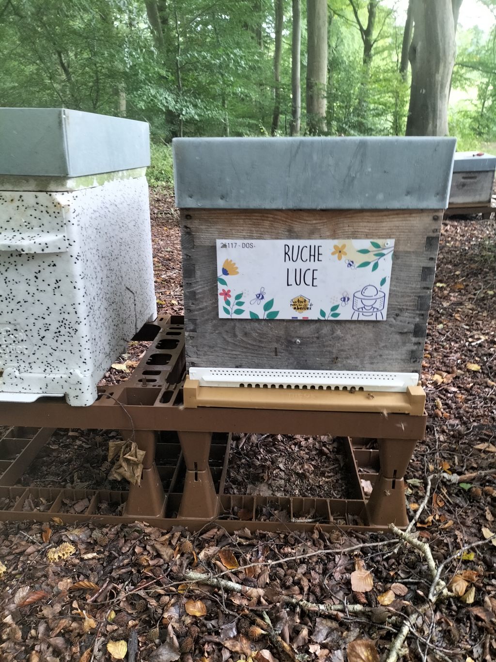 La ruche Luce