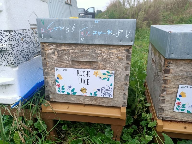 La ruche Luce