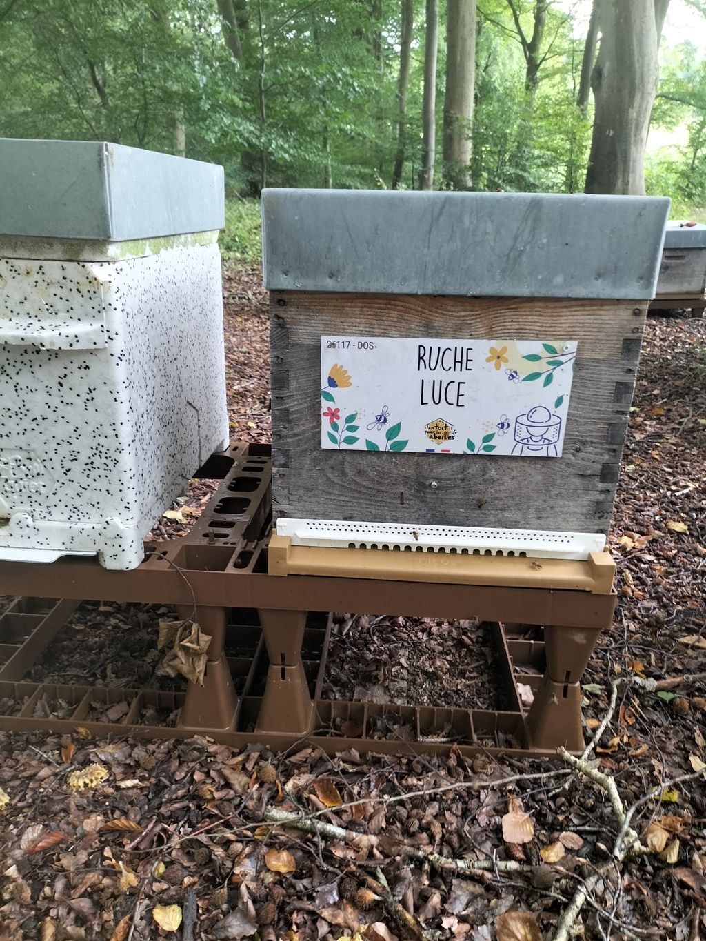 La ruche Luce