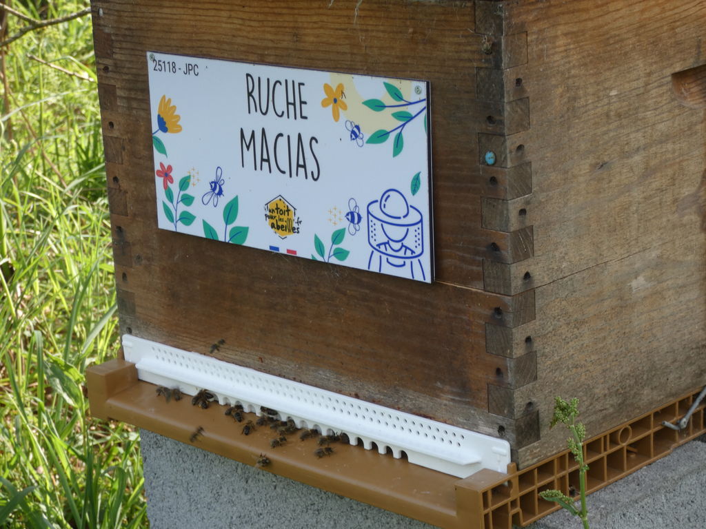 La ruche Macias