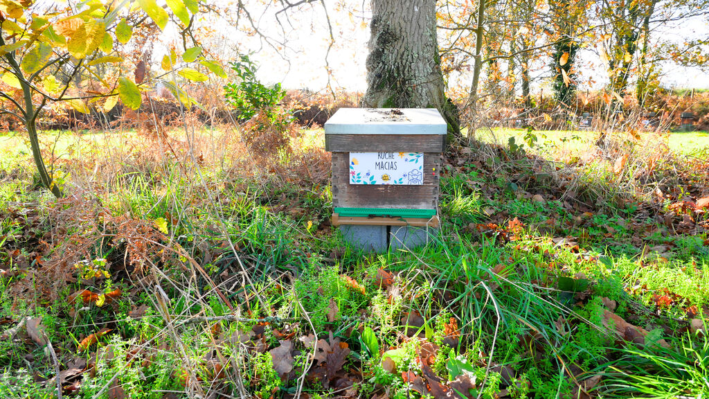 La ruche Macias