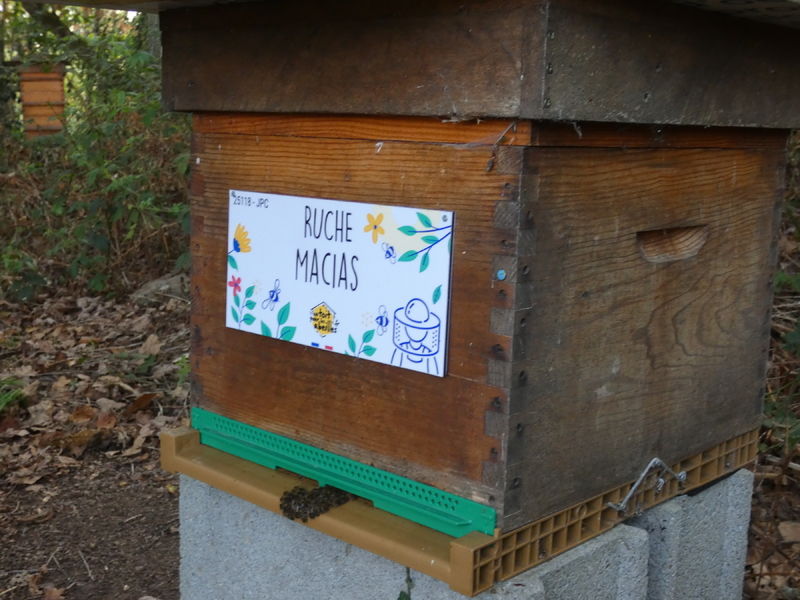 La ruche Macias