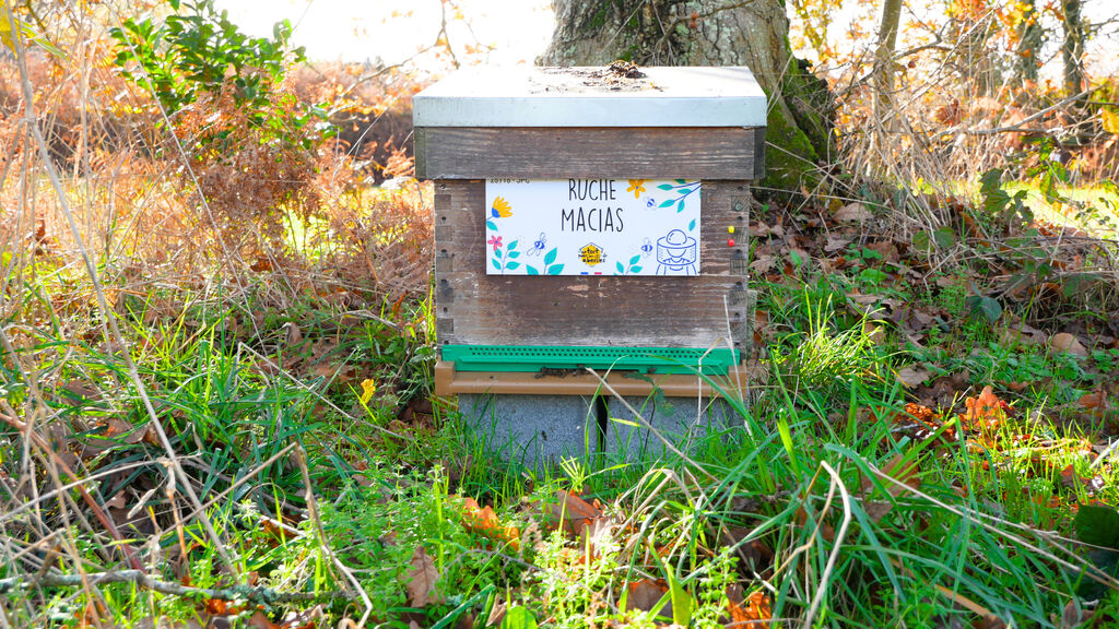 La ruche Macias