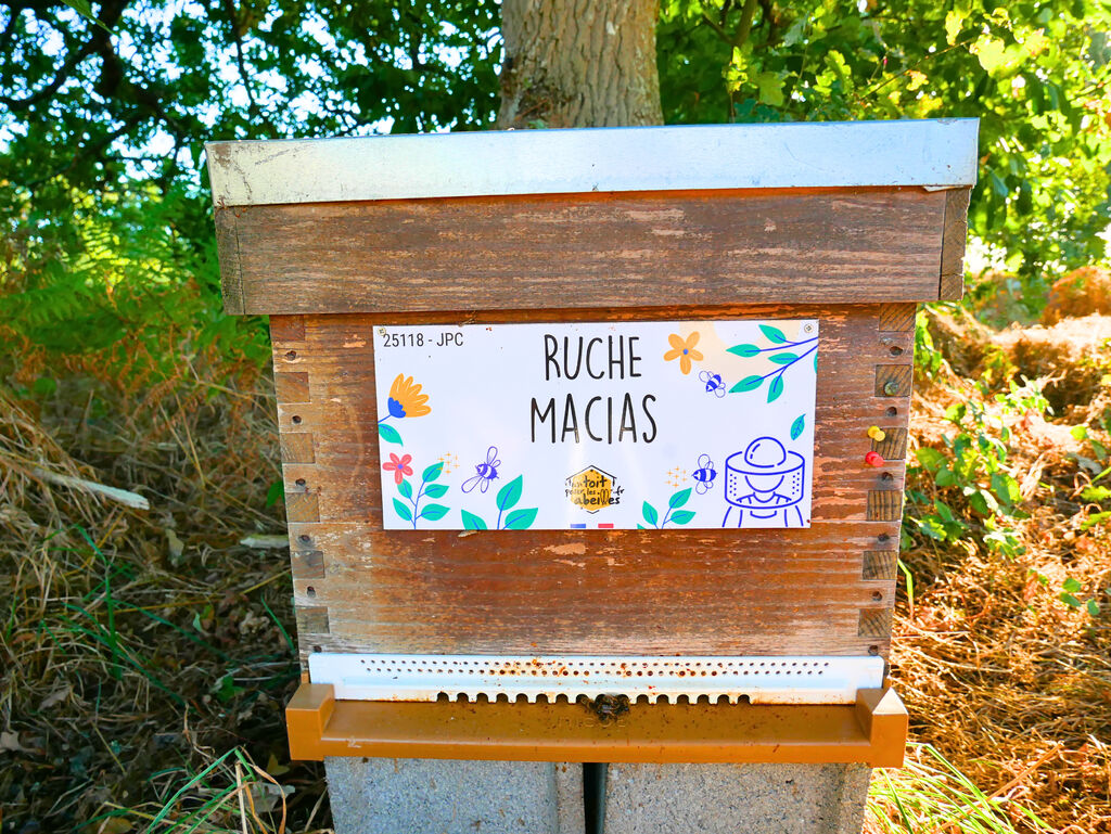 La ruche Macias