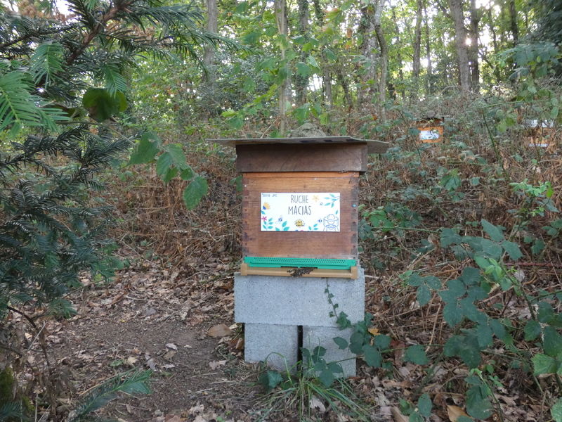 La ruche Macias