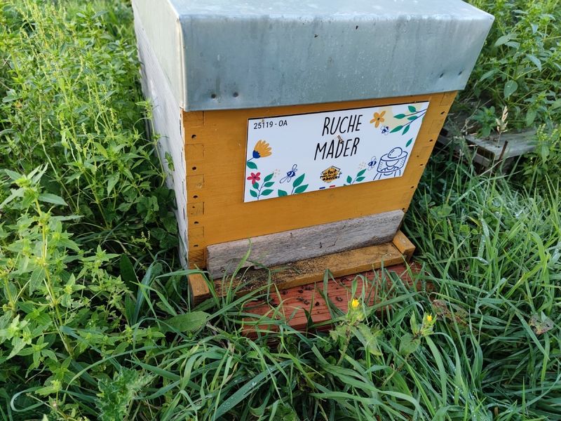 La ruche Mader