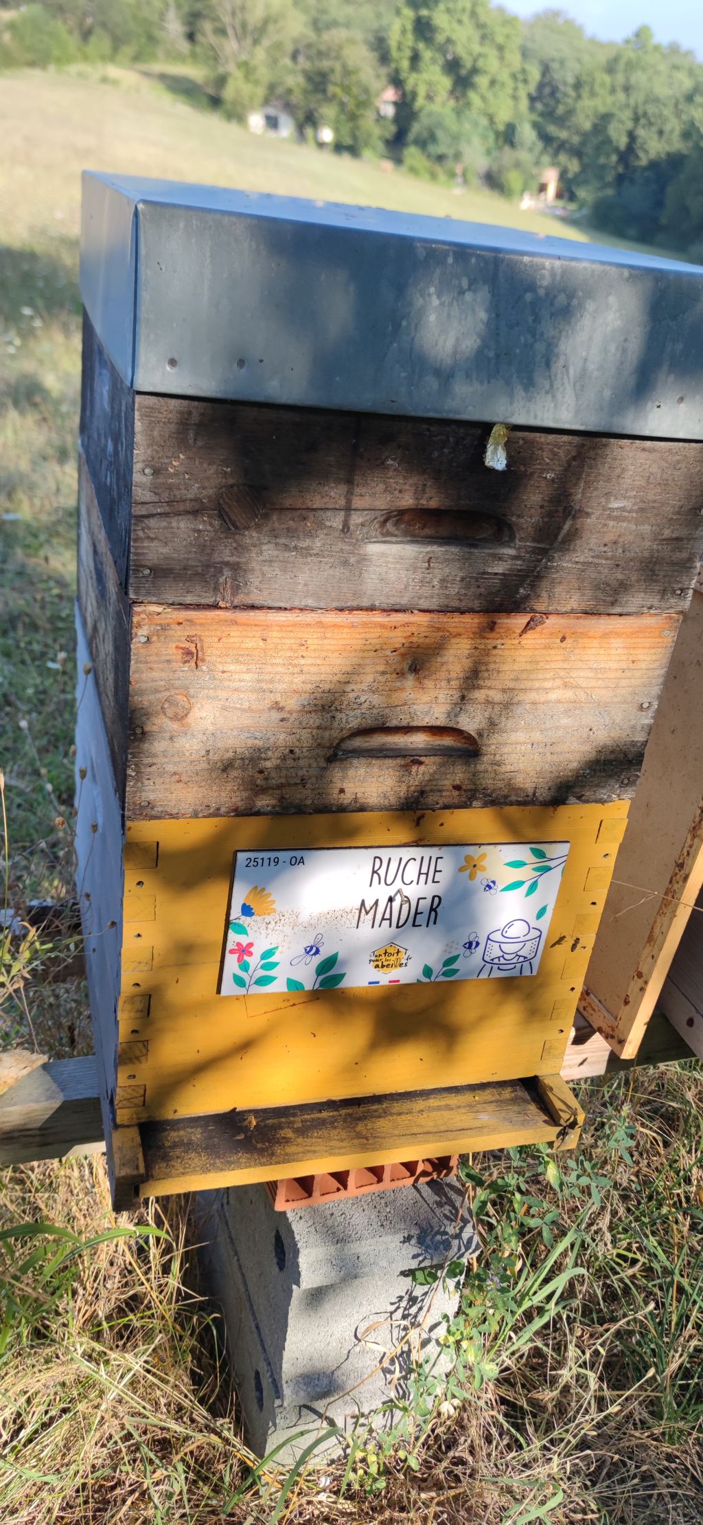 La ruche Mader