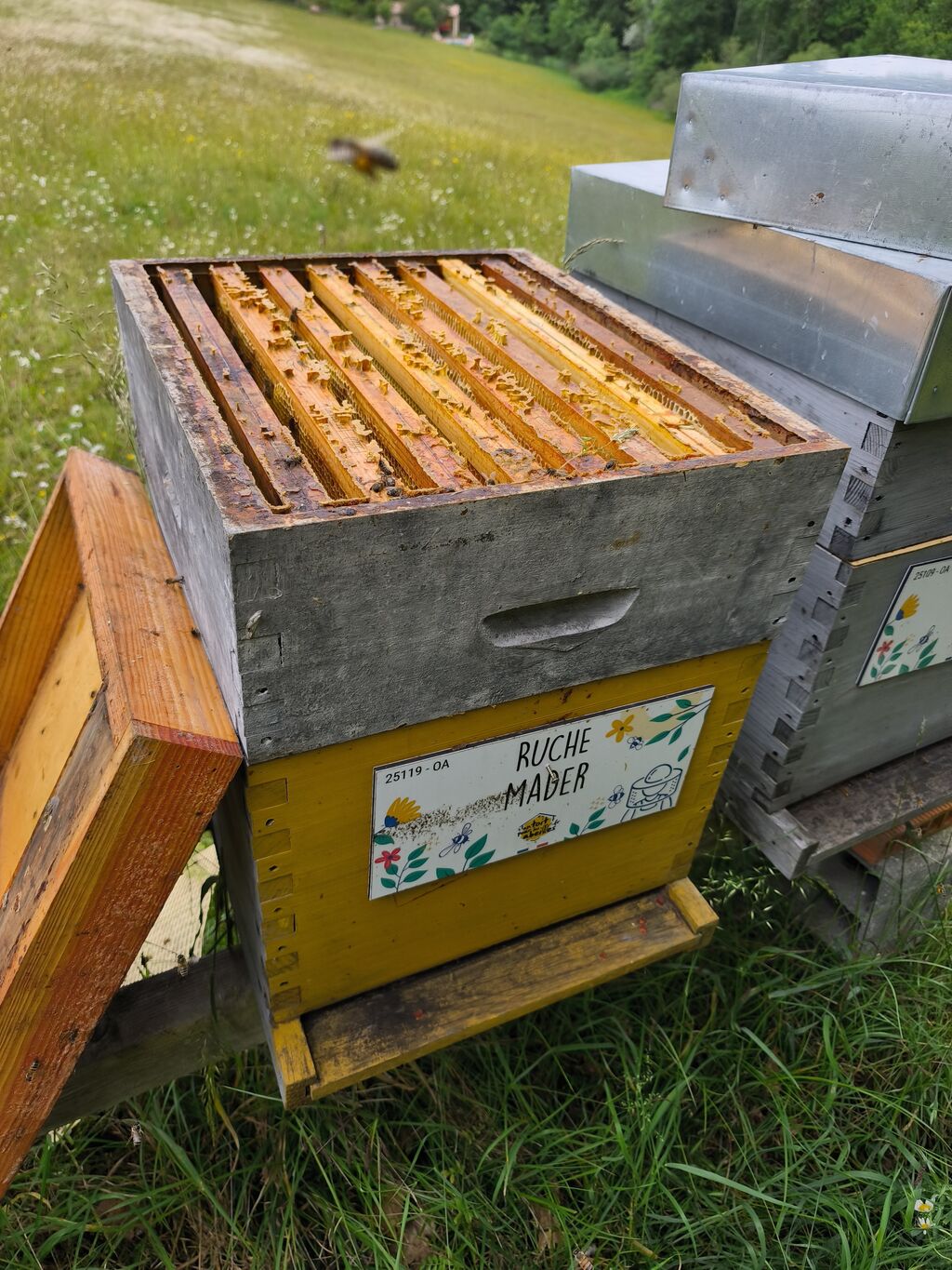 La ruche Mader