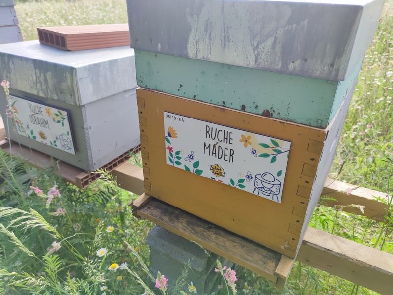 La ruche Mader