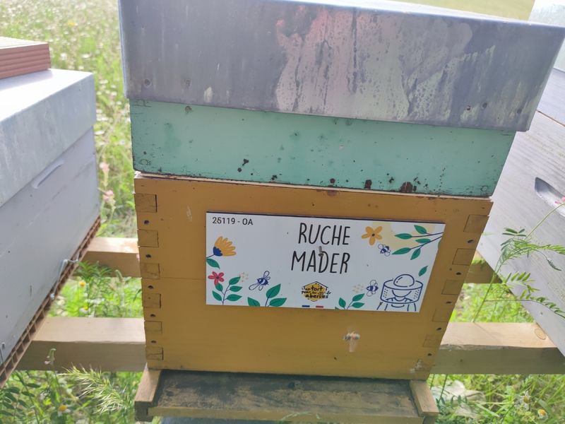 La ruche Mader
