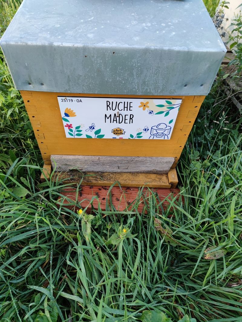 La ruche Mader