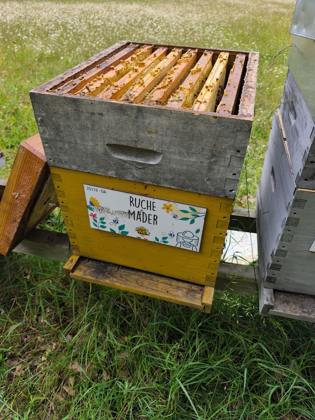 La ruche Mader