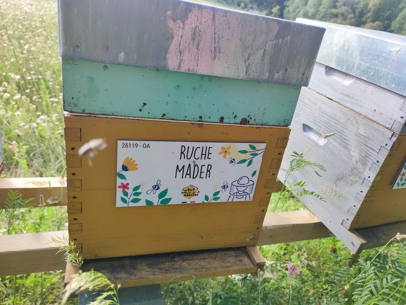 La ruche Mader