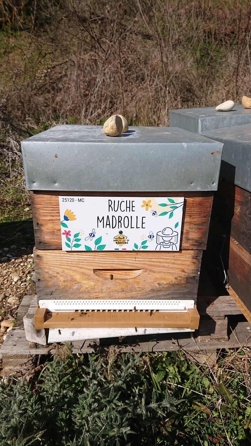 La ruche Madrolle