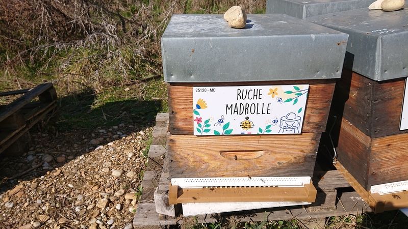 La ruche Madrolle