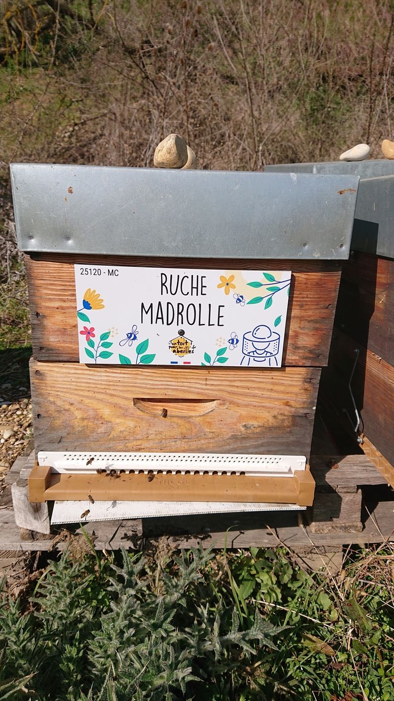 La ruche Madrolle