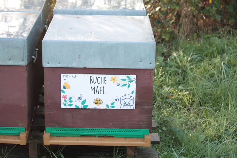 La ruche Mael