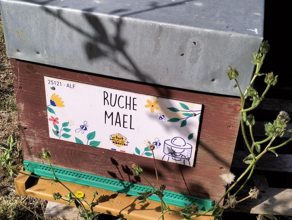 La ruche Mael