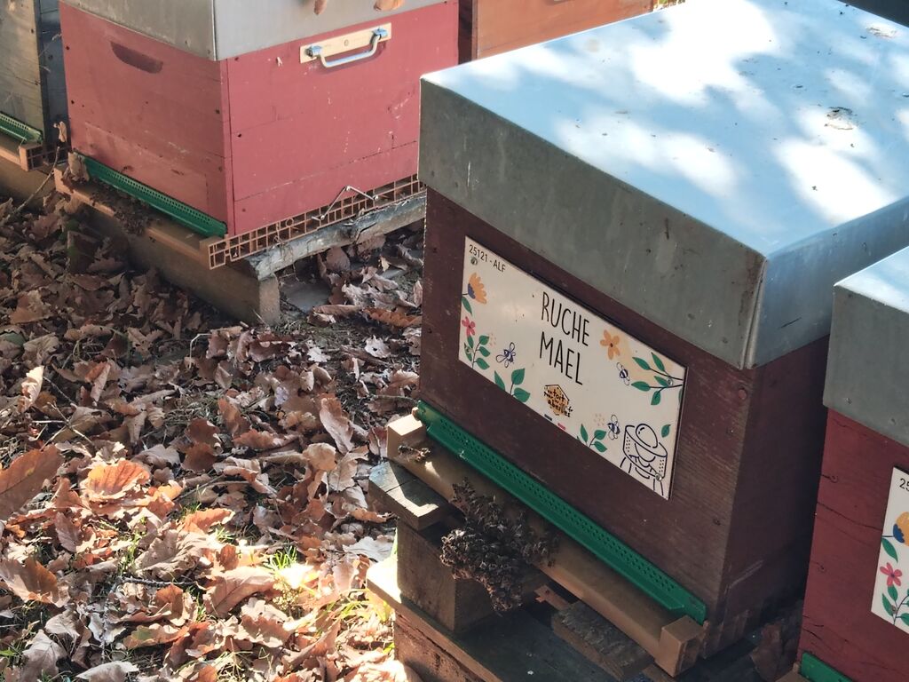 La ruche Mael